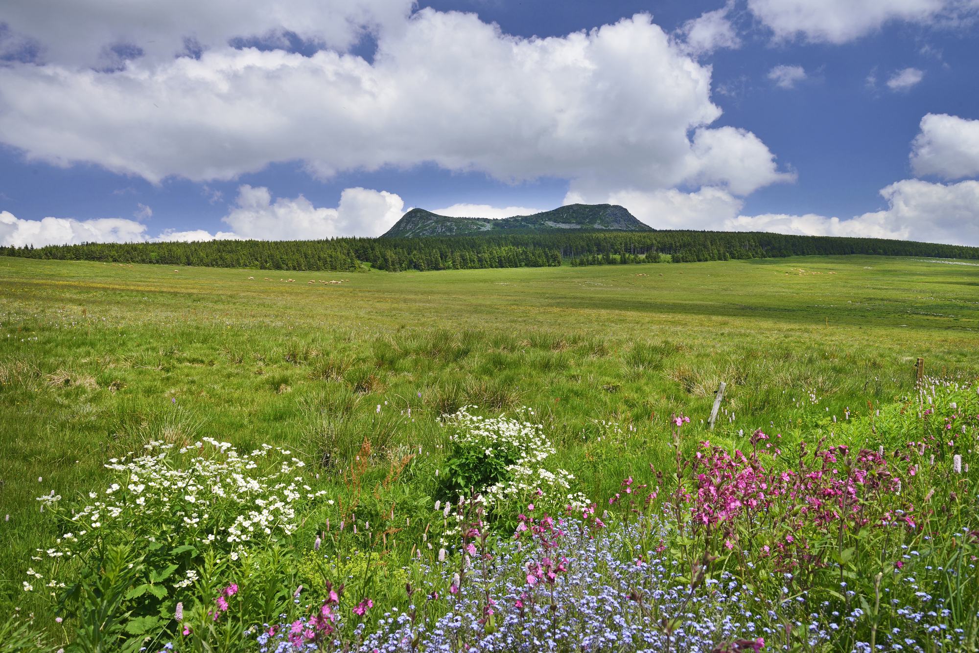 bannière Tour du massif Mézenc Gerbier-de-Jonc